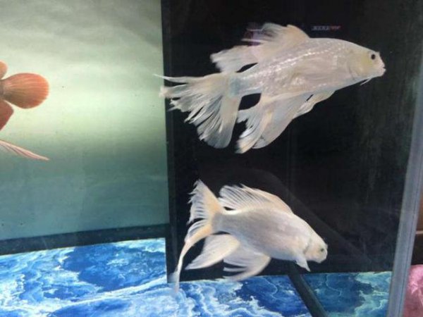 锦鲤趴缸是怎么回事