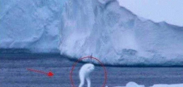 南极海怪宁恩是真的吗