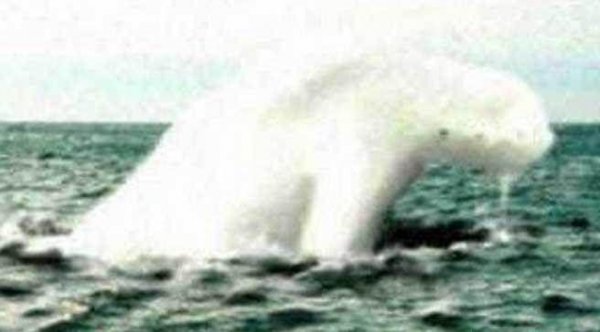 南极海怪宁恩是真的吗