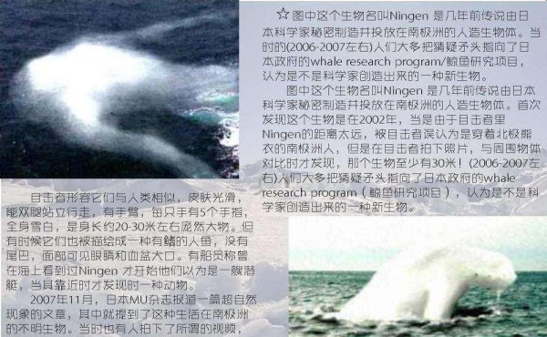 南极海怪宁恩是真的吗