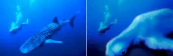 南极海怪宁恩是真的吗