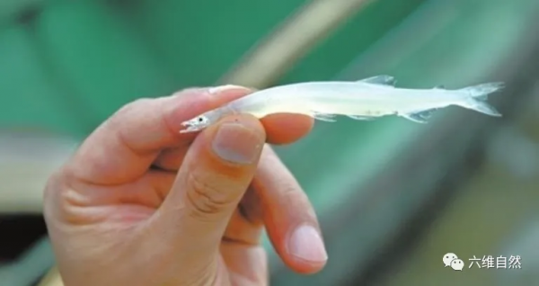 银鱼是海鱼还是淡水鱼