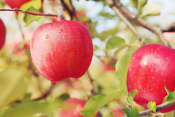 苹果品种排行榜前十名