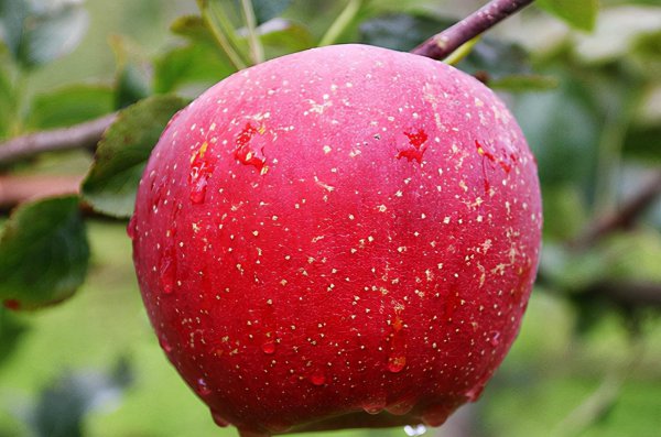 苹果品种排行榜前十名