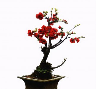 日本贴梗海棠又叫做什么 日本海棠的养护和造型方法