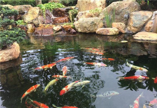 家庭人工养鱼池塘怎么建