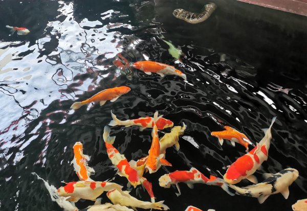 家庭人工养鱼池塘怎么建