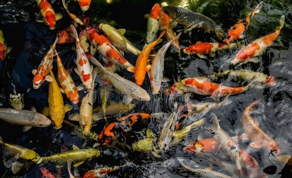 家庭人工养鱼池塘怎么建