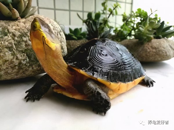 哪种乌龟最好养不生病