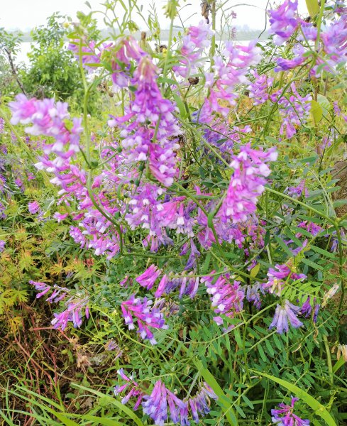 中原地区指的是哪里