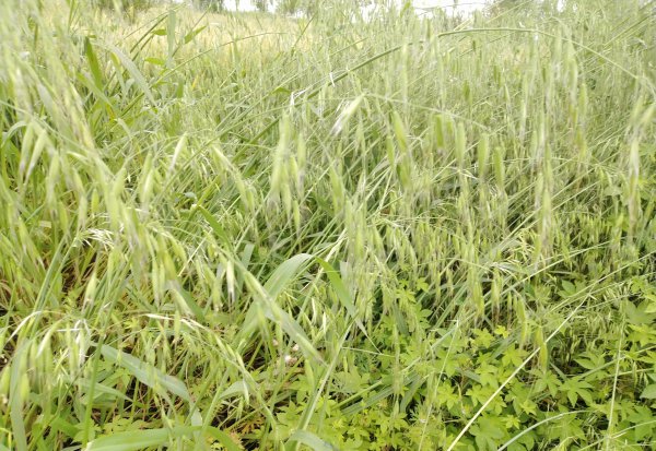 中原地区指的是哪里