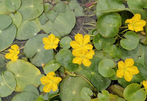 中原地区指的是哪里