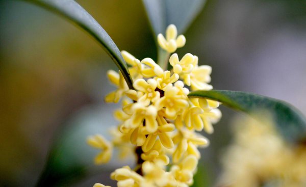 桂花诗句最出名的古诗