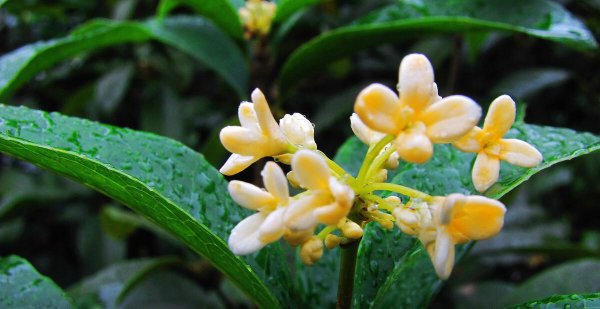 桂花诗句最出名的古诗