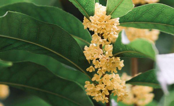 桂花诗句最出名的古诗