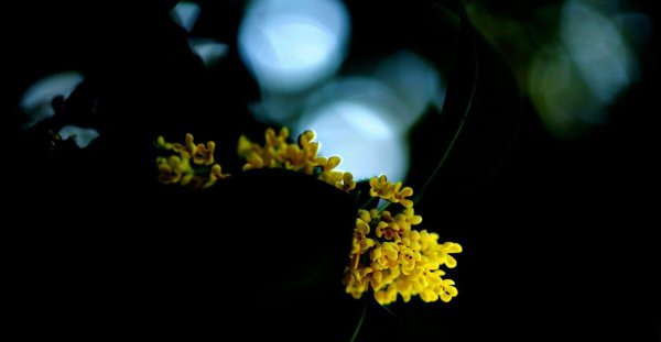 桂花诗句最出名的古诗