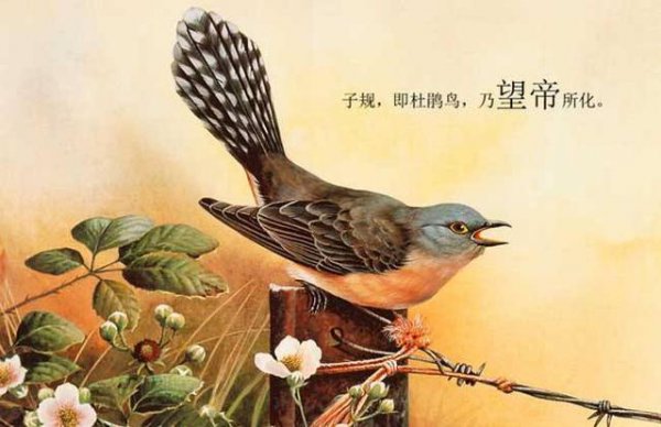 子规是什么鸟