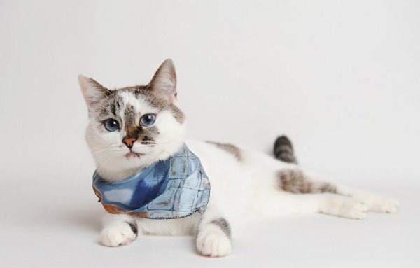 猫粮什么牌子好又便宜