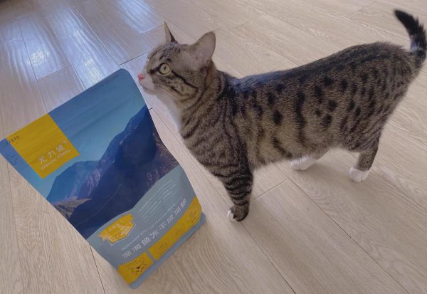 猫粮什么牌子好又便宜