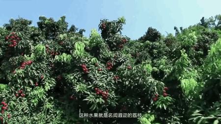 一骑红尘妃子笑荔枝从哪里来