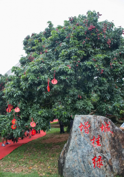 一骑红尘妃子笑荔枝从哪里来