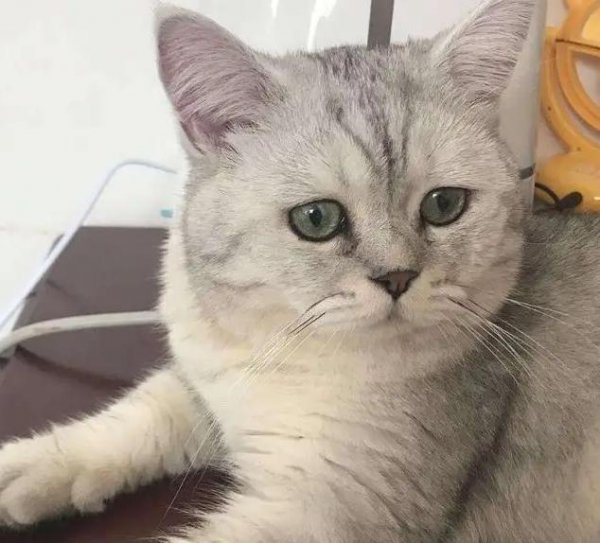 渐层猫是什么品种
