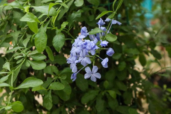 一年四季都盛开的花是什么花