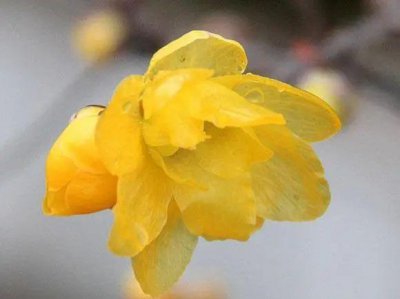 腊梅花的特点 腊梅花的特性描写和主要用途是什么