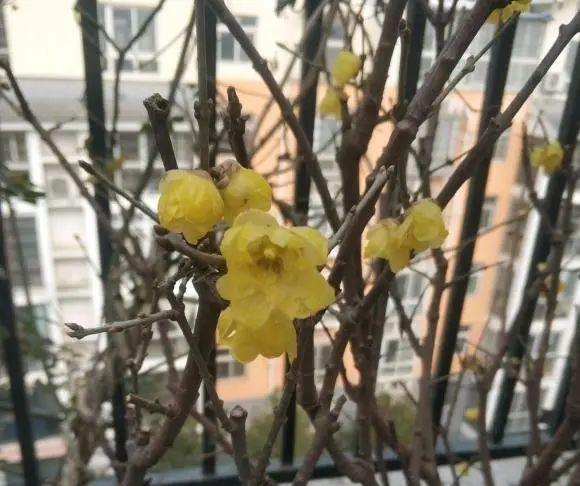 腊梅花的特点