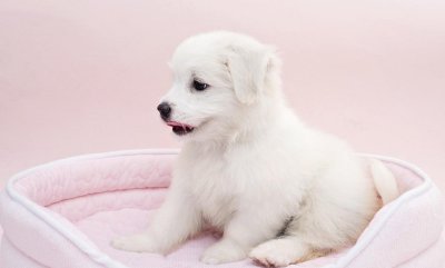 狗狗最难养的几个月 狗狗一般在什么阶段最难养活