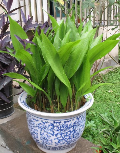 喜阴的室内植物有哪些