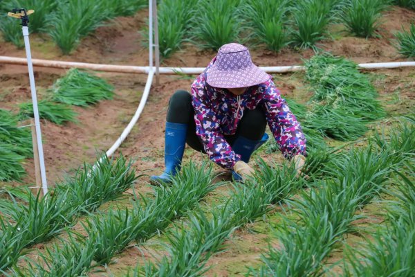 韭菜种植最佳的时间及方法