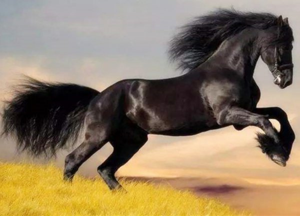 历史上张骞出使西域的目的是什么