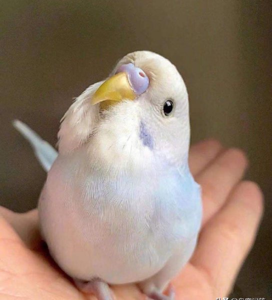 虎皮鹦鹉认识主人吗