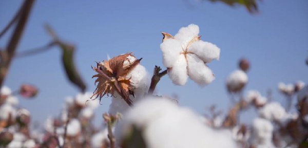 棉花是什么时候传入中国的