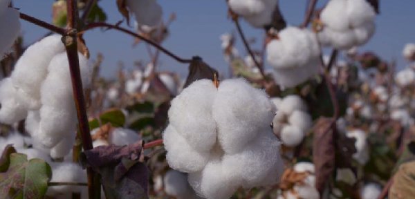 棉花是什么时候传入中国的