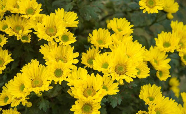 陶渊明写菊花的诗句
