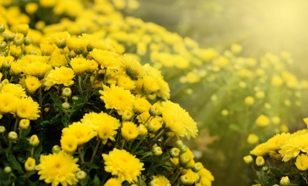 陶渊明写菊花的诗句