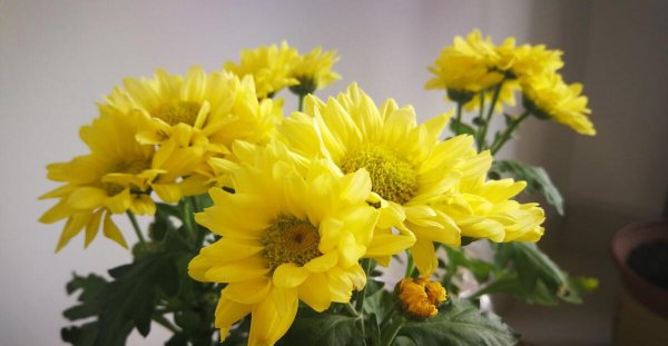 陶渊明写菊花的诗句