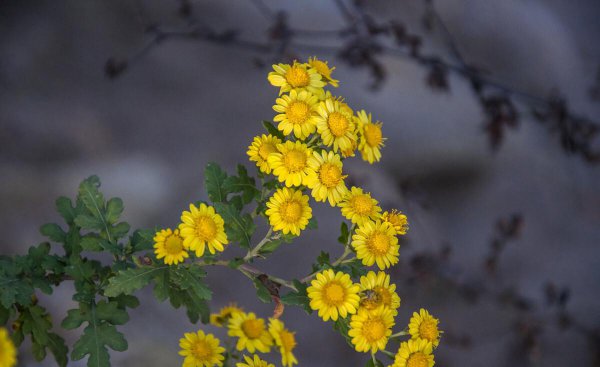 陶渊明写菊花的诗句