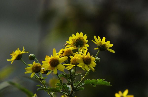 陶渊明写菊花的诗句