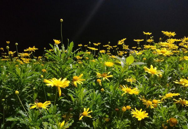 陶渊明写菊花的诗句