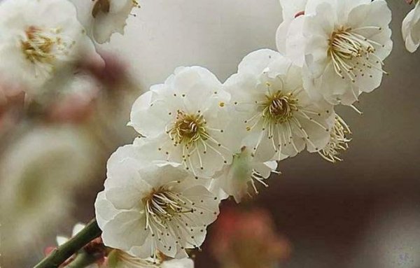 梅花十大稀有品种之首