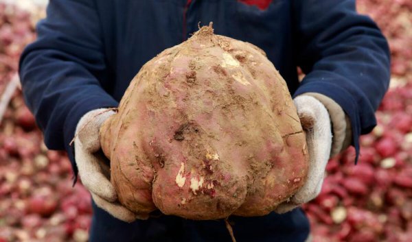 红薯什么时候传入中国