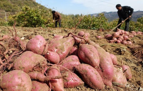 红薯什么时候传入中国