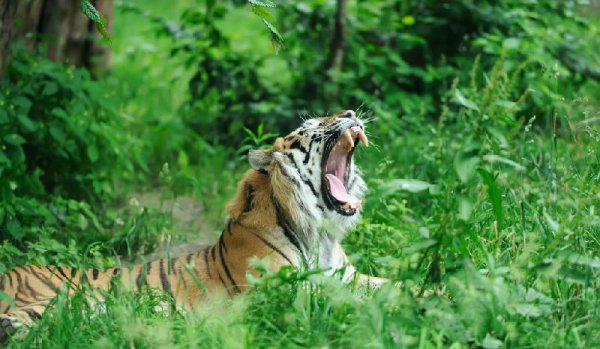 世界上最凶猛老(H)排名