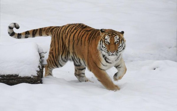 世界上最凶猛老(H)排名