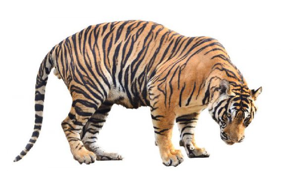 世界上最凶猛老(H)排名