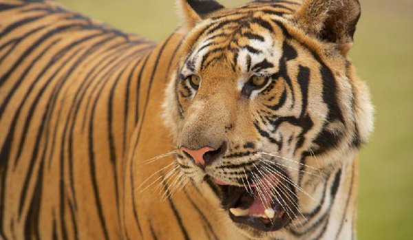 世界上最凶猛老(H)排名