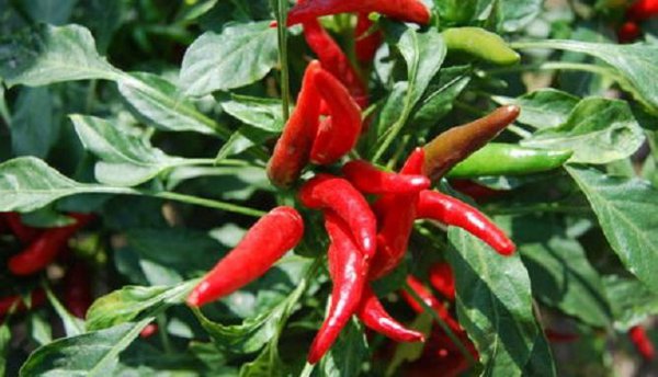 古代没辣椒怎么吃辣味
